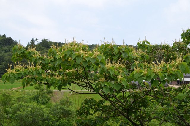 DSC_0447.jpg